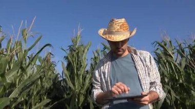 Tablet bilgisayar Mısır kırpma alanı, modern teknoloji kullanılarak tarımsal üretimde ciddi kendine güvenen adam ile çiftçi ziraat mühendisi