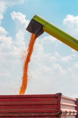 Hasat boşaltma dökme mısır taneleri traktör kargo sepeti içine başarılı ve bol hasat sonrası birleştirmek.