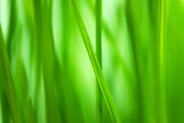 自然の抽象的な背景として緑の春の草をデフォーカスします — ストック写真
