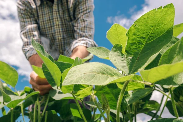 Trabalhador Agrícola Controla Desenvolvimento Plantas Soja Agronomista Que Verifica Culturas — Fotografia de Stock