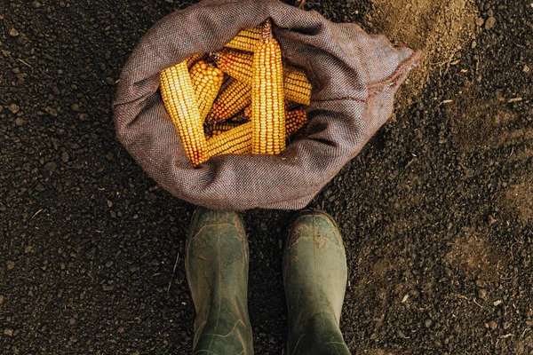 Farmer Standing Directly Harvested Corn Cobs Burlap Sack Top View — Stock Photo, Image