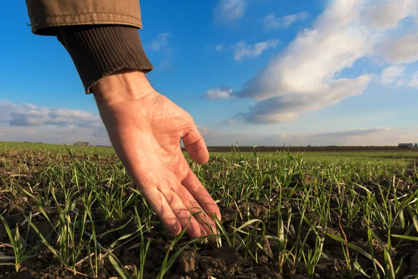 Landbouwingenieur Behandeling Van Groene Tarwe Spruiten Kweken Het Veld — Stockfoto