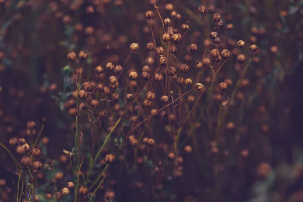 Rijpe Vlas Linum Usitatissimum Lijnzaad Planten Veld Selectieve Focus — Stockfoto