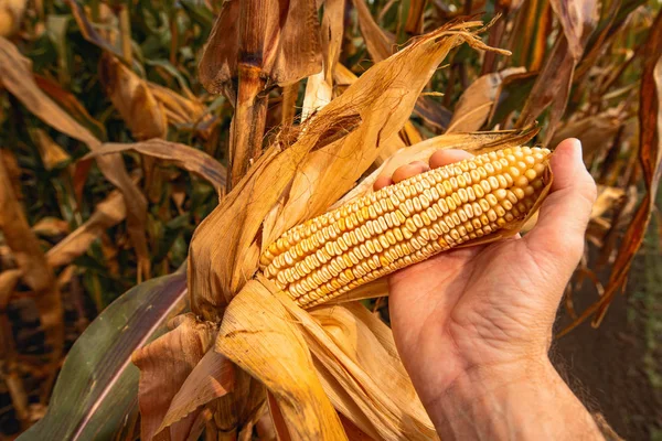 Raccolta Mano Pannocchie Mais Campo Raccolta Manuale Mais Maturo Parte — Foto Stock