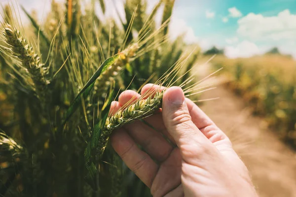 农民正在考察耕地小麦产量的发展 关闭农场工人手牵着小麦绿色耳朵的形象 — 图库照片