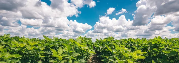 Panoramic View Organic Soybean Crop Growing Field Beautiful Summer Sky — Stock Photo, Image