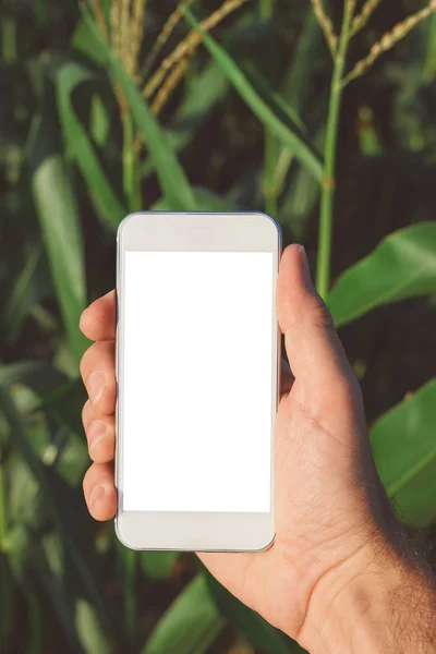 Aplicativo Smartphone Agrícola Simular Tela Agricultura Milho Agricultor Agrônomo Segurando — Fotografia de Stock