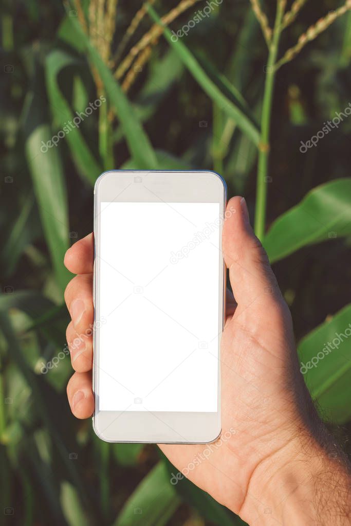 Agricultural smartphone app mock up screen in corn farming, farmer agronomist holding mobile phone with blank screen as copy space for modern smart farming agritech application