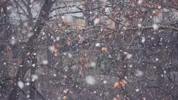 慢动作中的田园诗般的降雪 大雪花作为抽象的冬季背景 景深浅 — 图库视频影像