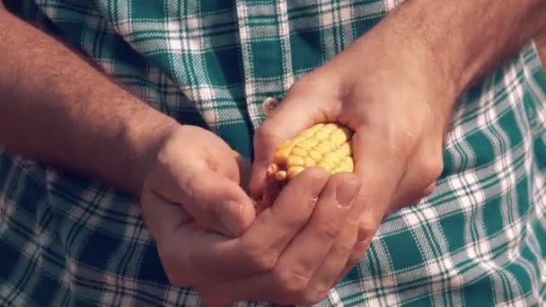 Bauer Beim Manuellen Schälen Von Geerntetem Mais Nahaufnahme Der Hände — Stockvideo