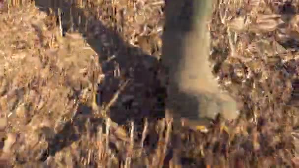 Agricultor Caminando Sobre Rastrojo Campo Primer Plano Botas Goma — Vídeo de stock