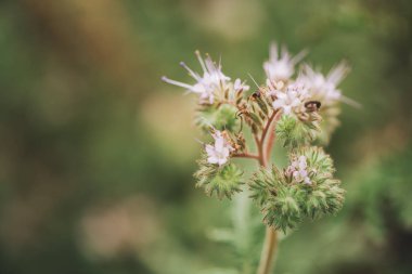 Phacelia tanacetifolia alanında çiçeklenme. Bu bitki türleri de ortak adları dantelli phacelia, mavi solucan otu veya mor solucan otu tarafından bilinmektedir.