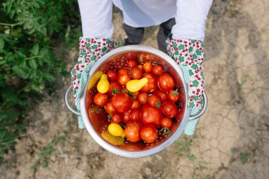 Organik domates hasat. Taze tutan çiftçi sebze bahçeden aldım..