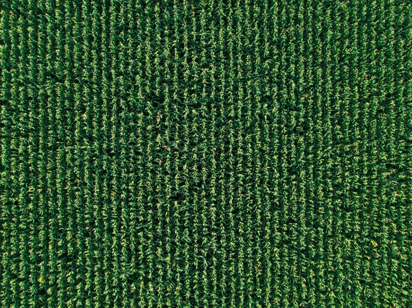 Aerial Drone Top View Cultivated Green Corn Field Abstract Texture — Stock Photo, Image