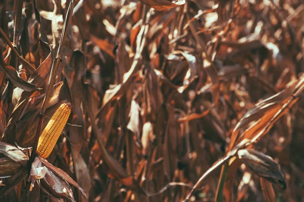 Maisfeld Gelber Maiskolben Auf Pflanzenstiel — Stockfoto