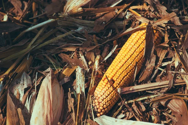 Ear Corn Field Harvest — Stock Photo, Image