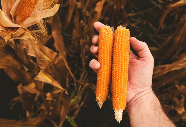 Agricultor Sosteniendo Palomitas Maíz Maduras Mano Después Cosecha Campo — Foto de Stock