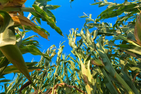 Plantas Maíz Que Crecen Alto Bajo Ángulo Visión — Foto de Stock