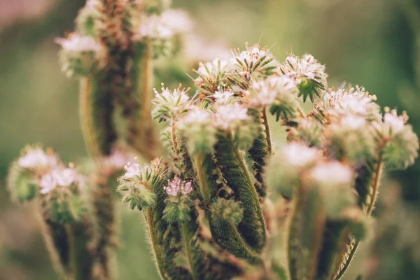 Phacelia Tanacetifolia Blooming Field Plant Species Also Known Common Names — Stock Photo, Image