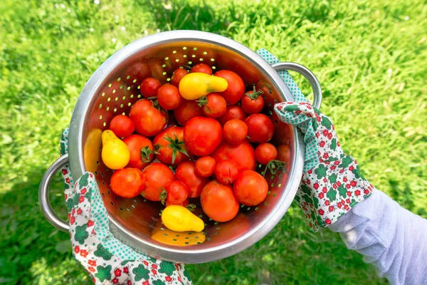 Cosecha Ecológica Tomate Agricultor Sosteniendo Verduras Recién Recogidas Del Jardín — Foto de Stock