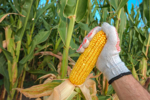 Сельхозработник Собирает Кукурузу Кукурузном Поле — стоковое фото