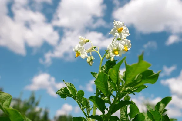 Blühende Kartoffelpflanze Gemüsegarten Mit Sommerhimmel Hintergrund — Stockfoto