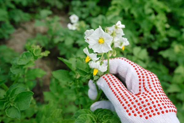 Agricultor Examinando Planta Batata Florescendo Horta Orgânica — Fotografia de Stock