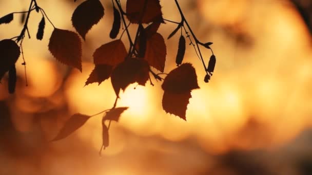 風にシラカバの木戻る葉 スローモーションを輝かせて日光秋の夕焼けにシルエットと点灯 — ストック動画