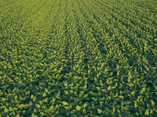 Soja Culture Cultivé Agricole Champ Vue Aérienne — Photo