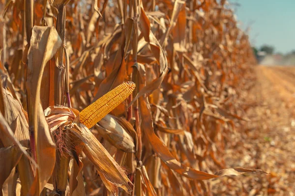 Cosechadora Combinada Está Cosechando Cultivos Maíz Maduro Cultivado Campo — Foto de Stock