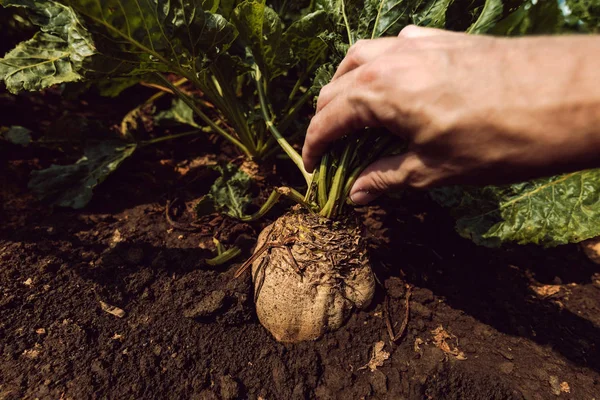 Rolnik Wyodrębnianie Organicznie Uprawiane Upraw Korzeń Buraka Cukrowego Ziemi — Zdjęcie stockowe