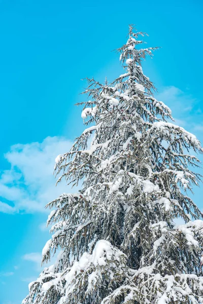 Fir Tree Täckt Snö Vacker Solig Vinterdag — Stockfoto