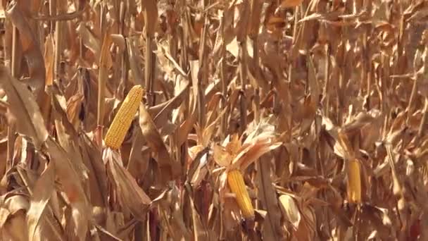 Cosechadora Cosechadora Está Cosechando Campo Cultivo Maíz Maquinaria Agrícola Está — Vídeos de Stock