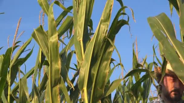Farmer Peeled Corn Cob Cultivated Field — Stock Video