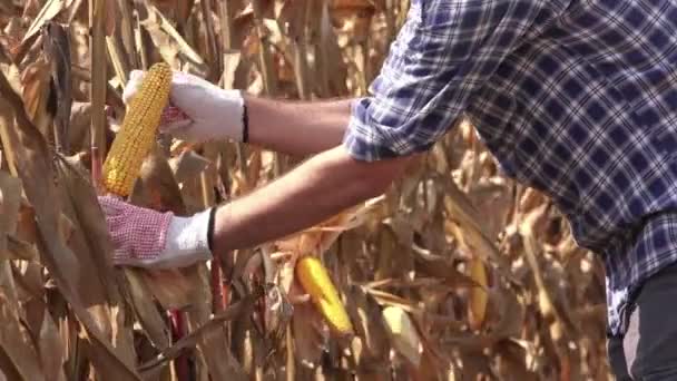 Mezőgazdasági Termelő Betakarítás Kész Kukorica Cob Megművelt Területen Vizsgálja — Stock videók