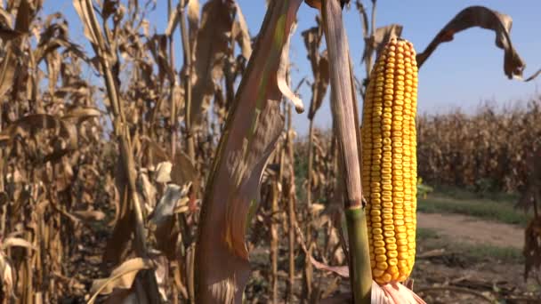 Ώριμα Καλαμπόκι Για Την Cob Καλλιεργούμενες Γεωργικές Μου Πεδίο Sready — Αρχείο Βίντεο