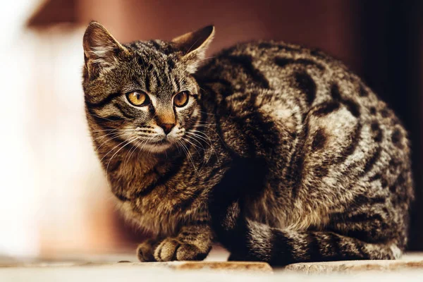 Πορτρέτο Χαριτωμένος Αδέσποτη Γάτα Ζώο Στον Δρόμο — Φωτογραφία Αρχείου