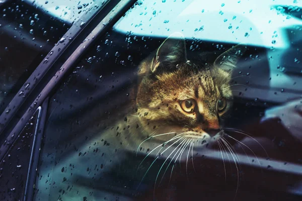 Красивая кошка в машине — стоковое фото
