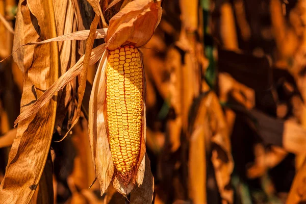 Oreja de maíz completamente desarrollada en la mazorca — Foto de Stock