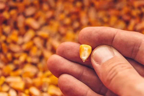 Graine de maïs unique dans la main du fermier — Photo