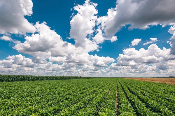 Paisagem de culturas de soja com nuvens deslumbrantes no fundo — Fotografia de Stock