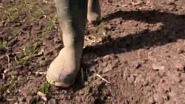 Close Rubber Wellington Boots Walking Field Farmer Walks Plantation — Stock Video