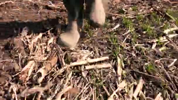 Närbild Wellington Gummistövlar Promenader Fältet Bonde Promenader Genom Plantation — Stockvideo