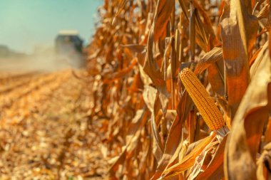 Combine harvester is harvesting corn crops clipart