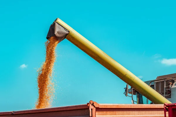 Combine unloader pouring  harvested corn kernels — Stock Photo, Image