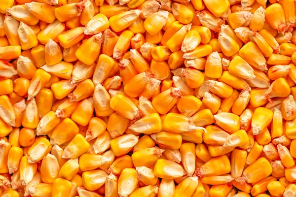 Corn seed kernels heap — Stock Photo, Image