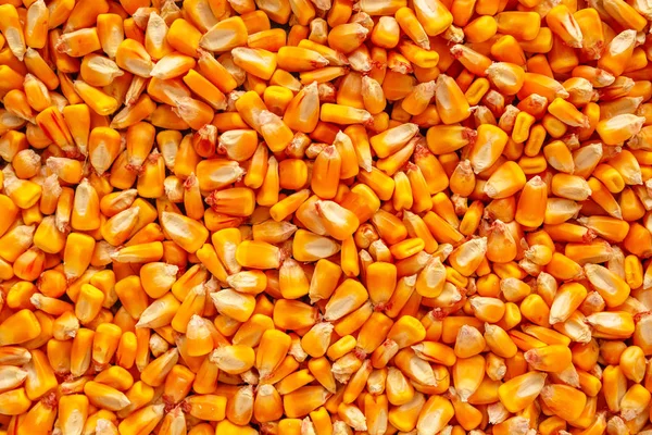 Corn seed kernels heap — Stock Photo, Image