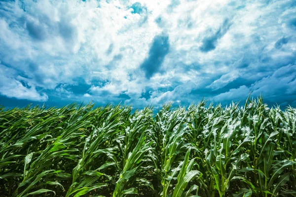 Campo de maíz y cielo tormentoso —  Fotos de Stock
