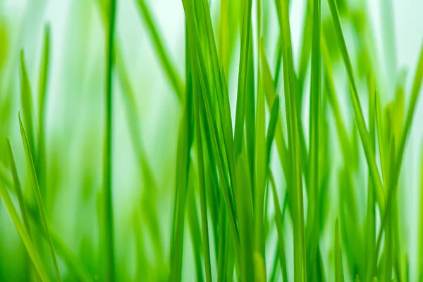 Grünes Frühlingsgras defokussieren — Stockfoto