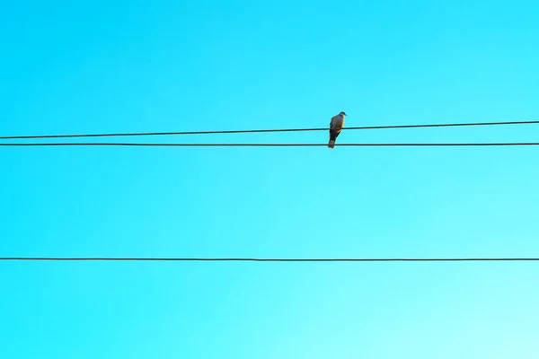 Taube auf elektrischem Draht — Stockfoto
